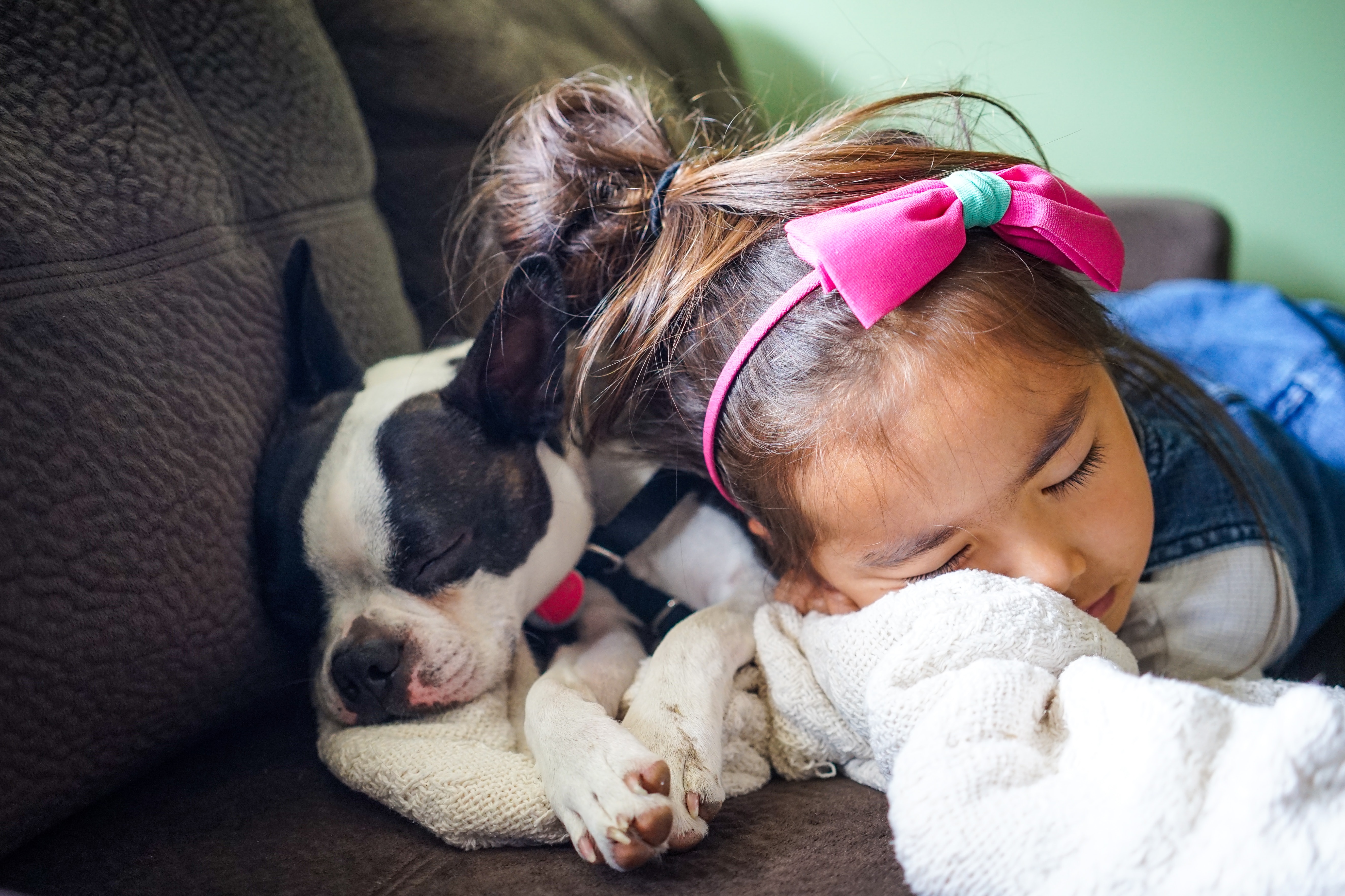 Small dogs store for autistic child